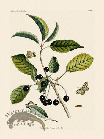 Wilkes Butterflies 091